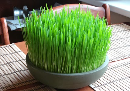 21 Amazing Benefits of Eating Wheatgrass