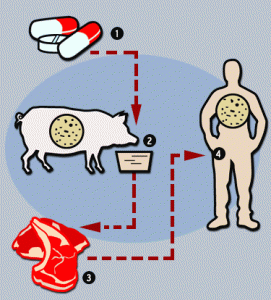 70% Of All Antibiotics Used In The US Are Given To Farm-Animals