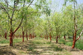 Seeds from Moringa Trees Can Be Used to Purify Water