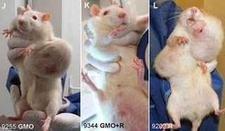 105 Scientists Slam GMO-Rat-Study Retraction