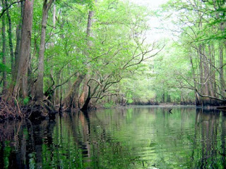 Big Ag Mega Farm Threatens Pristine South Carolina River