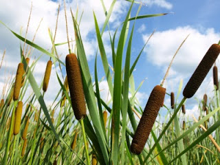 How to Forage for 5 Common Edible Wild Plants