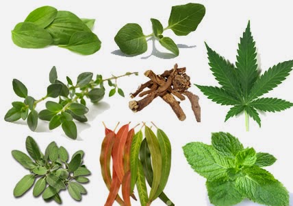 15 Plants and Herbs That Can Help Heal Your Lungs