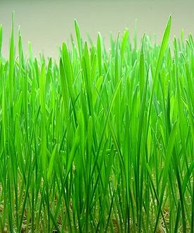 Wheat Grass Reverses Cataract-Associated Cloudy Lenses