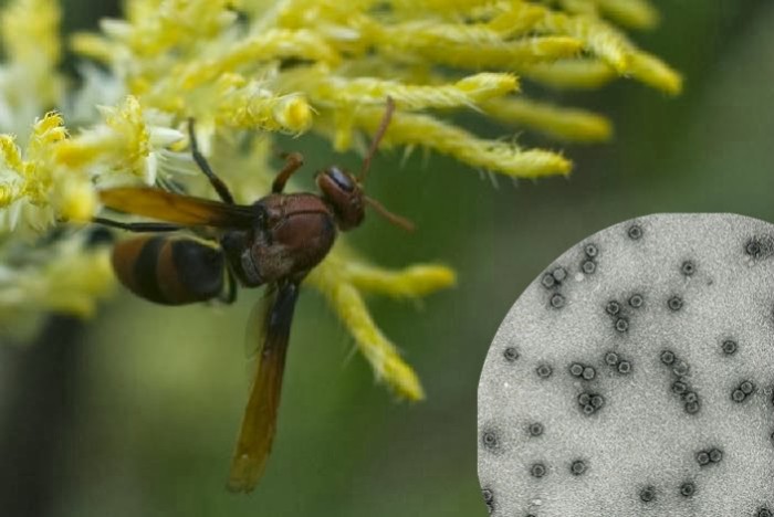 Plant Virus Makes Bizarre Kingdom Jump to Honeybees