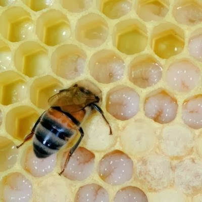 Common Crop Pesticides Kill Honeybee Larvae in the Hive