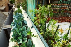 Urban Gardening: Grow Anywhere!