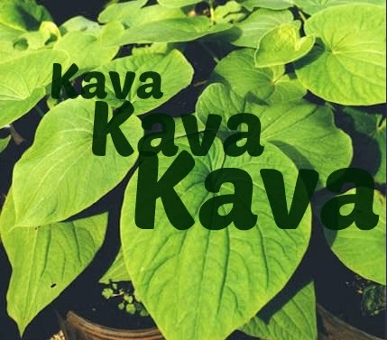 Kava Kava For Stress, Anxiety, Depression and Sleeplessness