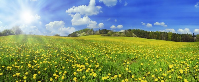 Green Spaces Deliver Lasting Mental Health Benefits