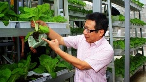 Vertical Farms Sprouting Up All Over The World Could Bring Food Local