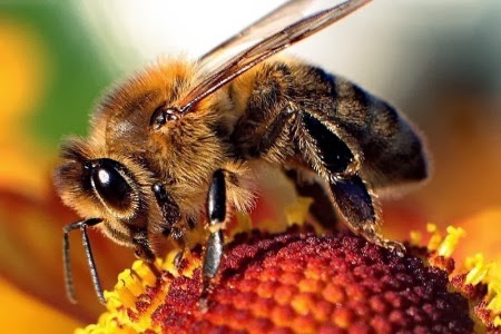 Urban Bees Using Plastic to Build Hives