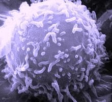 Has Cancer Been Completely Misunderstood?