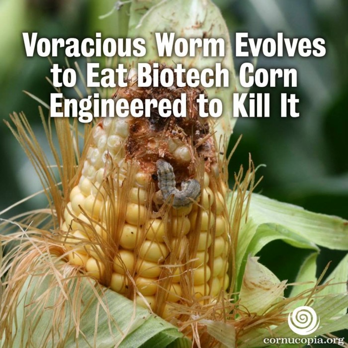 Corn Rootworms Were Supposed to Die, Now They Eat GMOs For Breakfast