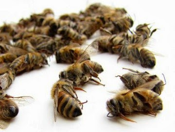 Record Cold Winter Wallops Already Struggling Bees