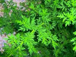 Little Known Chinese Herb Is A Cancer Killer