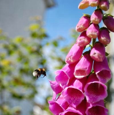 UK Home Garden Diversity Aids Suffering Bee Population