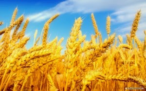 The Start Of Food Shortages: Wheat Prices Soar Due to Ukraine Instability