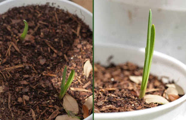 You Can Grow Organic Food from Table Scraps