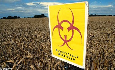 GMO Canola Truck Crashes in Australia: Senator Says ‘Should Be Treated As a Serious Biohazard’