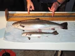 GM Salmon Company Seeks Approval for Consumption in Canada
