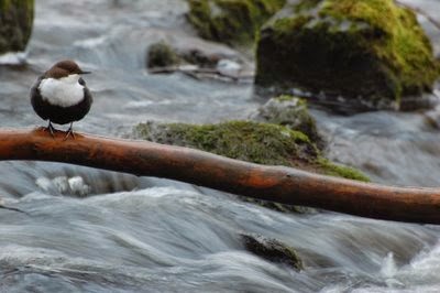 Urban river pollutants suppress wild bird development