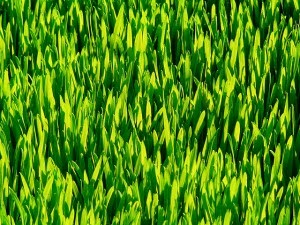Top 5 Reasons to Add Wheatgrass to Your Daily Diet