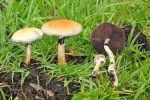 Medical Mushrooms – The Future of Cancer Treatment?