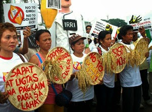 Philippines: Stand Up For Your Rice – GM Golden Rice Targeted for 2015 Market