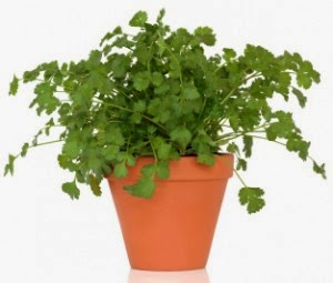 Natural Water Purification Using Coriander