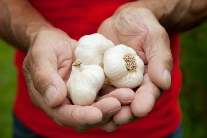 Grow Your Own Garlic for Better Health