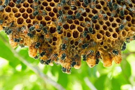 ‘Highly Likely’ Insecticides Trigger Bee Colony Collapse: Harvard Study