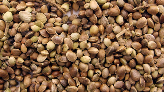 10 Health Benefits of Hemp Seeds