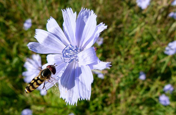 10 Medicinal Weeds That May Grow In Your Backyard