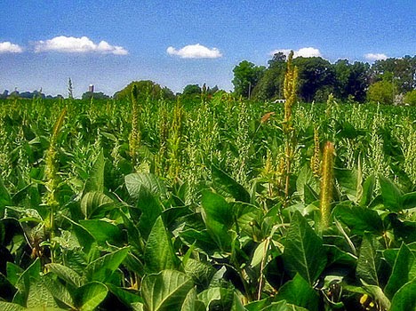 How Monsanto Created Over 60 Million Acres of Superweeds