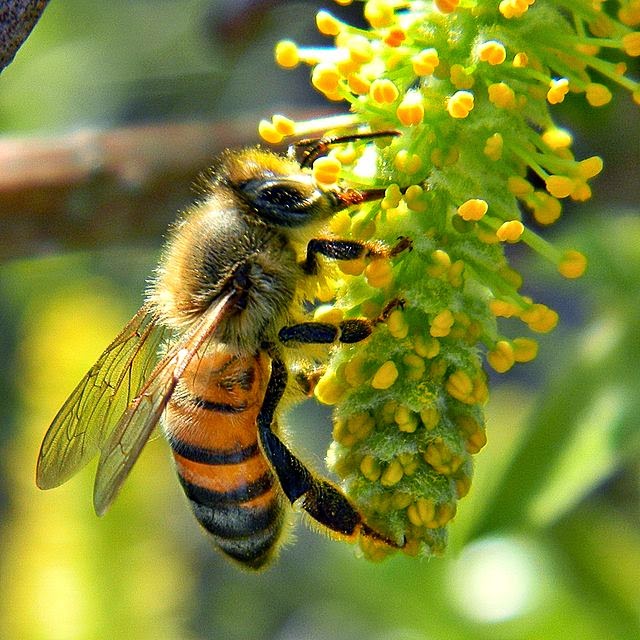 Pesticides found in 51% of “bee-friendly” plants from garden centers across U.S.