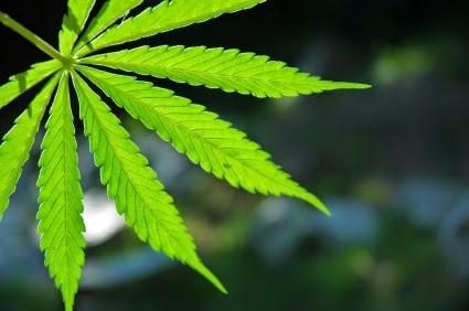 Marijuana Shows Potential in Treating Autoimmune Disease