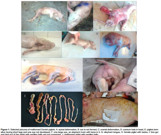 Glyphosate Detected in Deformed Piglets