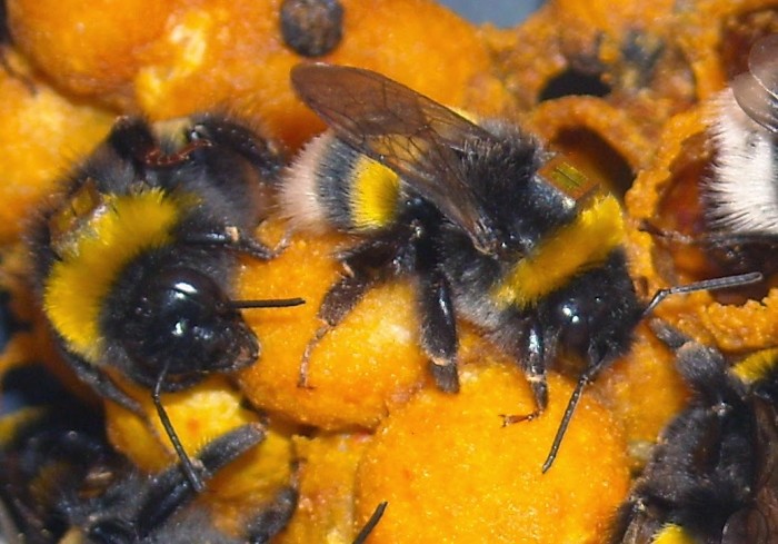 Bee Foraging Chronically Impaired by Pesticide Exposure: Study