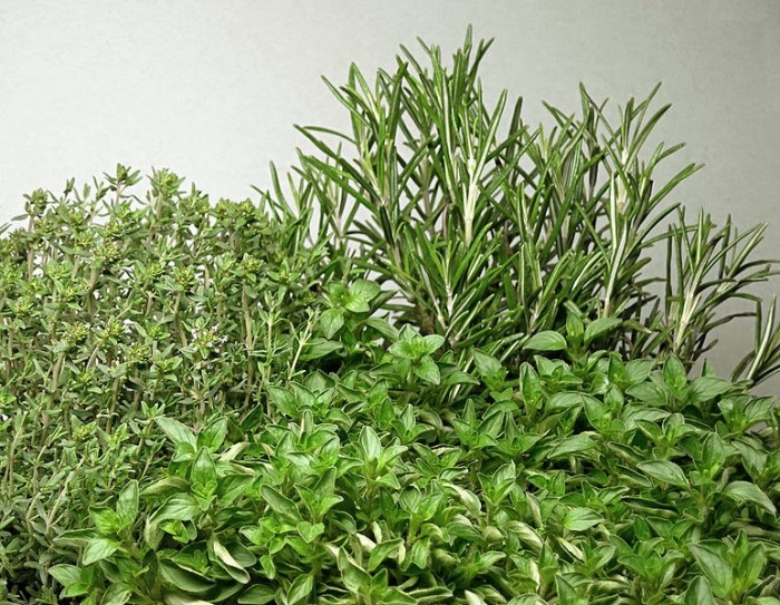 Rosemary and Oregano Contain Diabetes-fighting Compounds