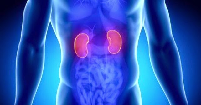 The Top 9 Herbs For Kidney Cleansing