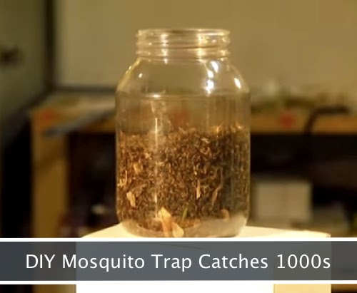 DIY Mosquito Trap Catches Thousands Per Night