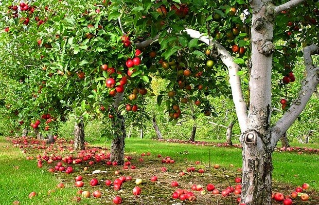 Food Forests Could Bring Healthy Organic Food To Everyone – For Free