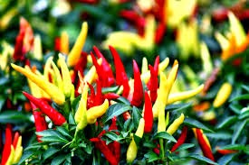 This Spicy Ingredient May Inhibit Gut Tumors: Study