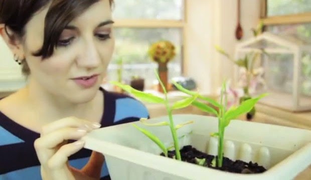 Jumpstart Your Garden: Regrow Vegetable Food Scraps