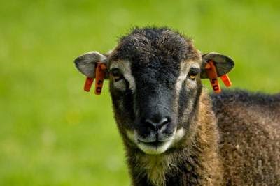 Wild Sheep Show Benefits of Putting Up with Parasites