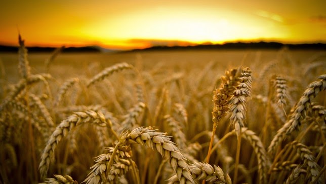 Why is Wheat Such a Problem in the Modern Diet?