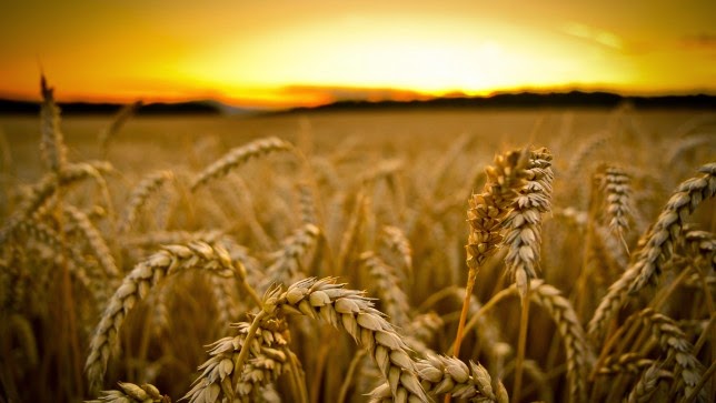 US Authorities Open New GM Wheat Investigation after Montana Scandal