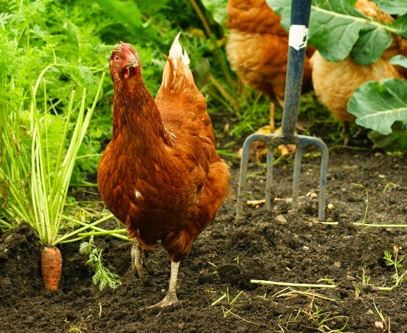 USDA Awards Over $52 Million in Grants to Grow Organic and Local Food Economies
