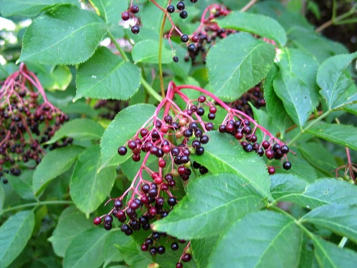 Elderberry Extract: Nature’s “Tamiflu”