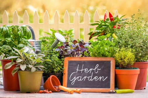 Garden Herbs for Better Digestion